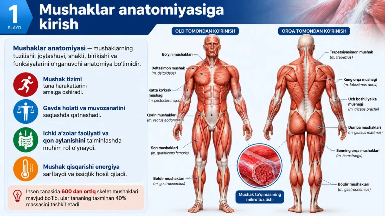 Mushaklar anatomiyasi — Professional taqdimot (16 slayd)