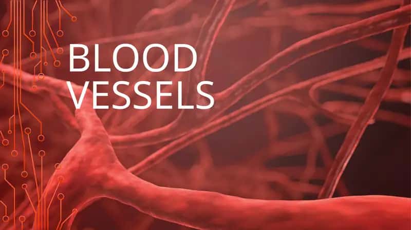 BLOOD VESSELS