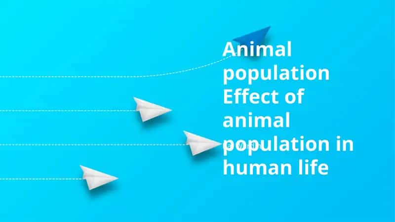 Animal population