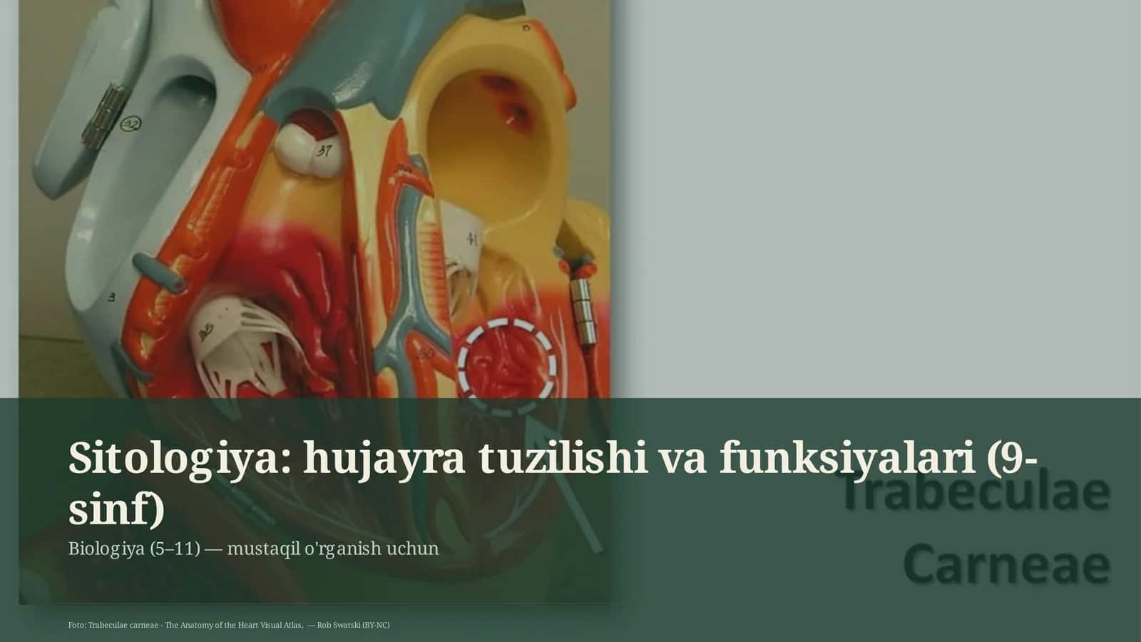Sitologiya: hujayra tuzilishi va funksiyalari (9-sinf)