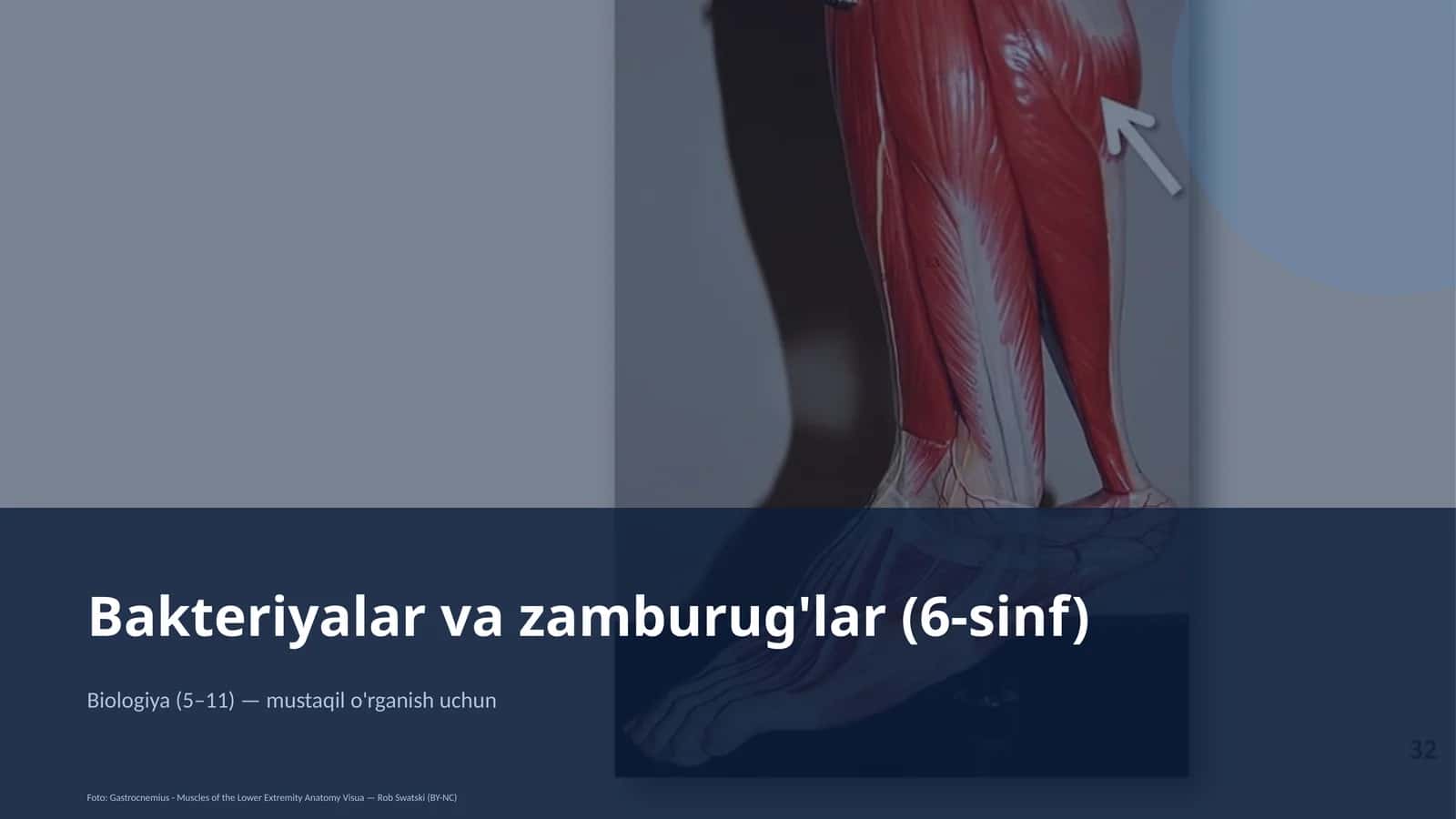 Bakteriyalar va zamburug'lar (6-sinf)