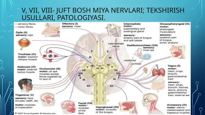V, VII, VIII- juft Bosh miya nervlari; tekshirish usullari, patologiyasi.