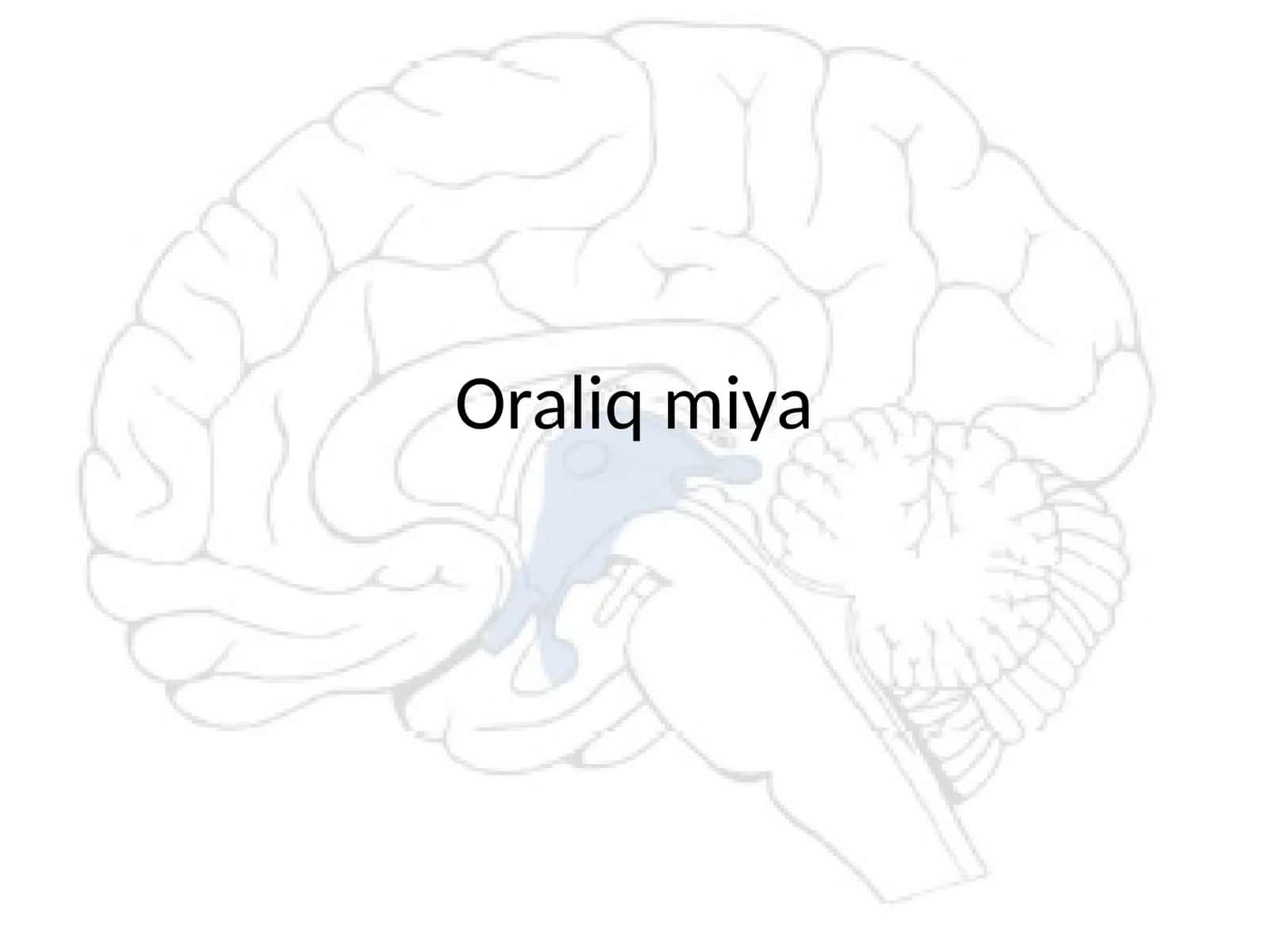 Oraliq miya anatomiyasi va vazifalari