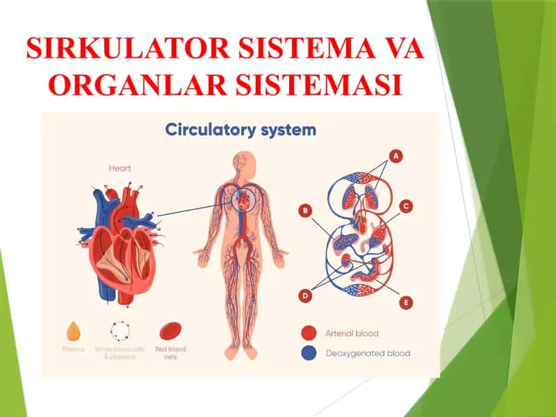 SIRKULATOR SISTEMA VA ORGANLAR SISTEMASI