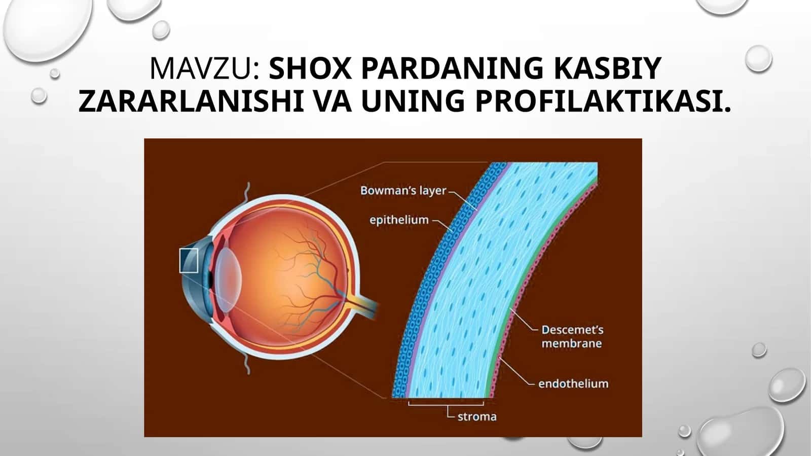 Shox pardaning kasbiy zararlanishi va uning profilaktikasi