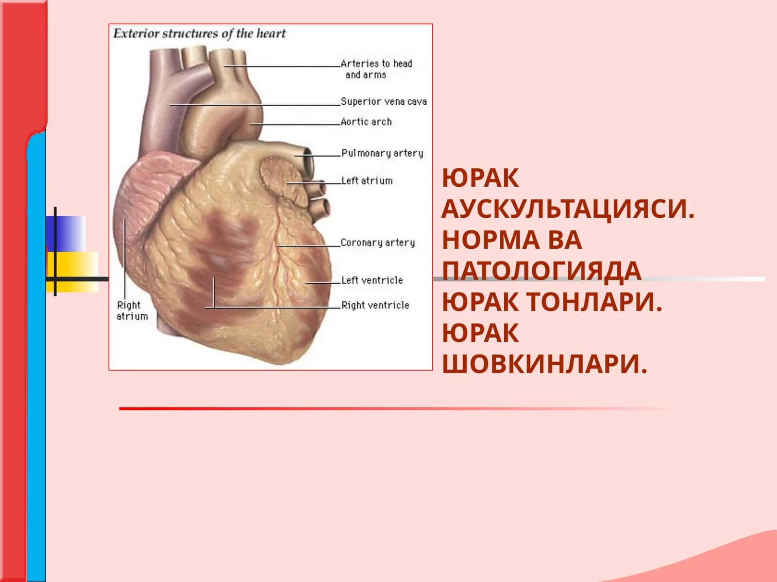 ЮРАК АУСКУЛЬТАЦИЯСИ. НОРМА ВА ПАТОЛОГИЯДА ЮРАК ТОНЛАРИ.ЮРАК ШОВКИНЛАРИ