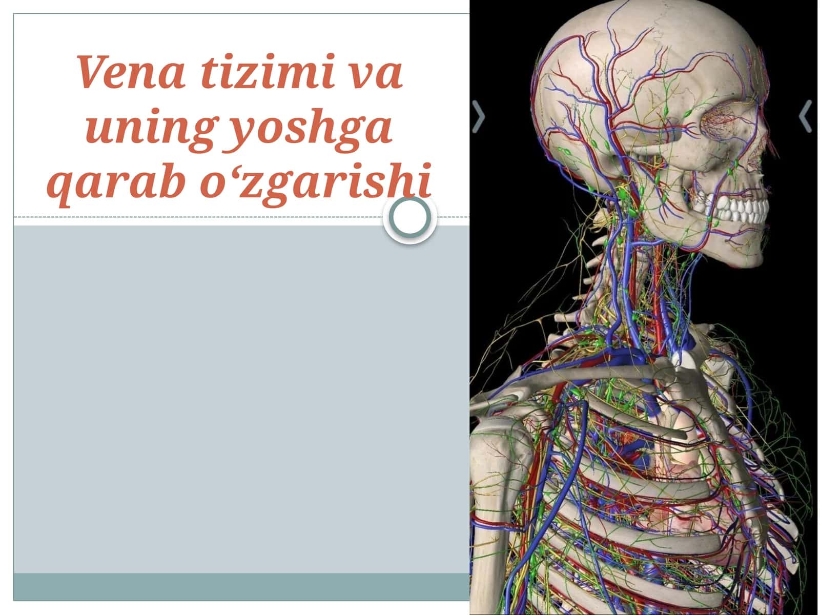 Vena tizimi va uning yoshga qarab o‘zgarishi