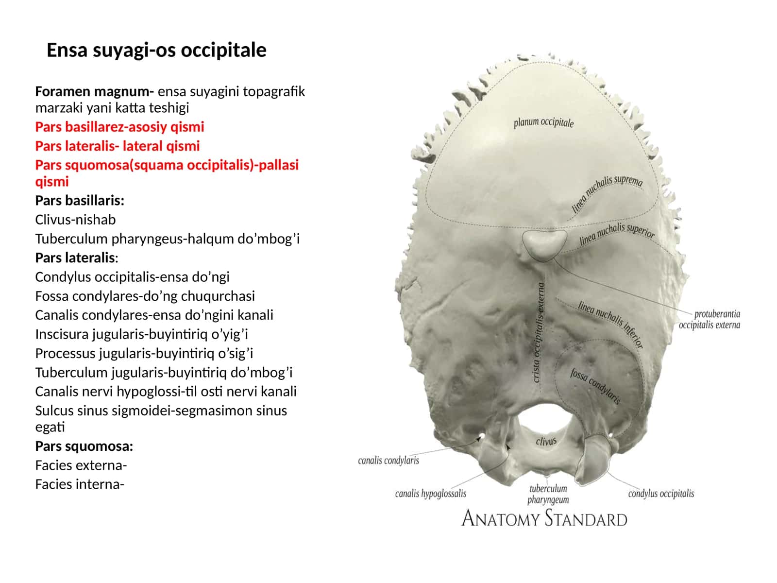 Ensasuyagi-osoccipitale