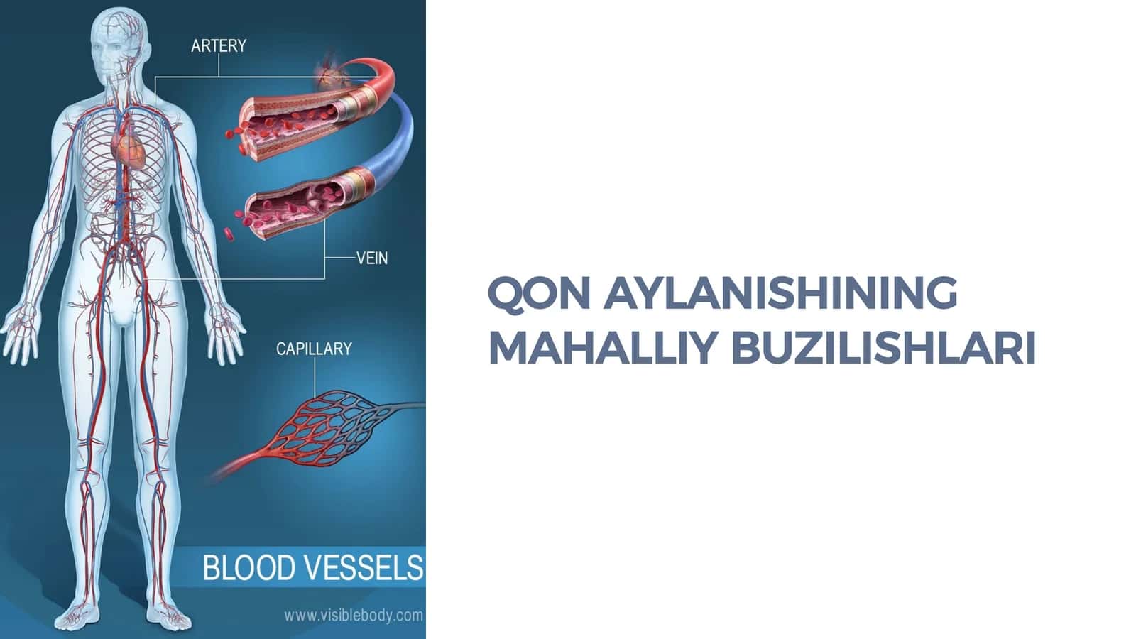 QON AYLANISHINING MAHALLIY BUZILISHLARI