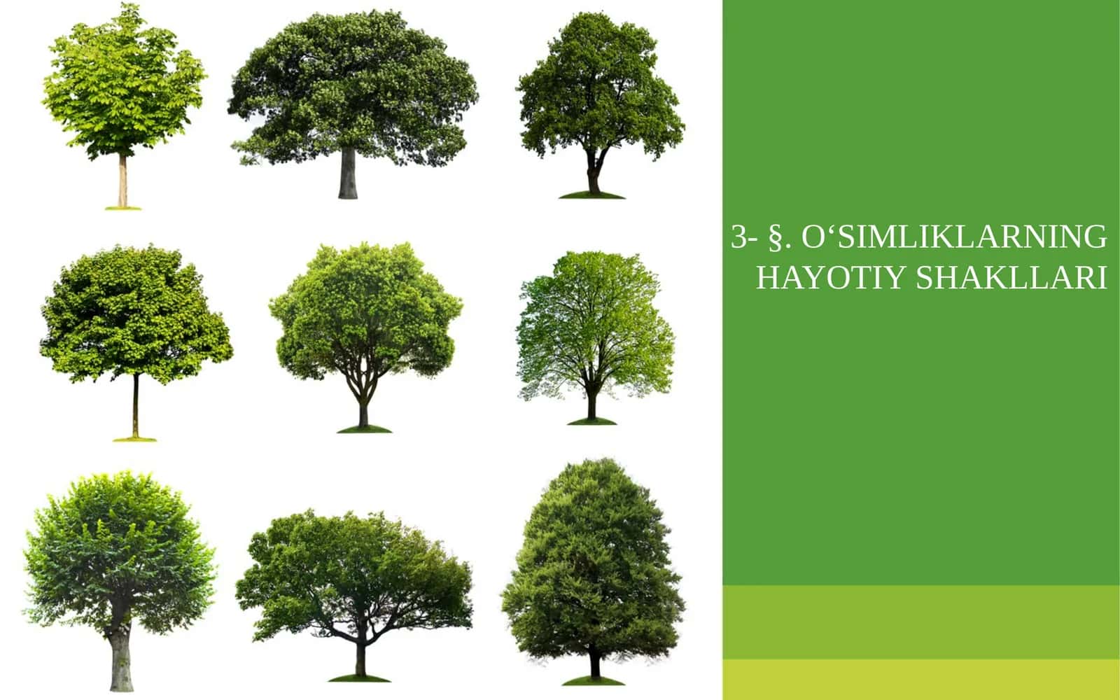 O‘SIMLIKLARNING HAYOTIY SHAKLLARI