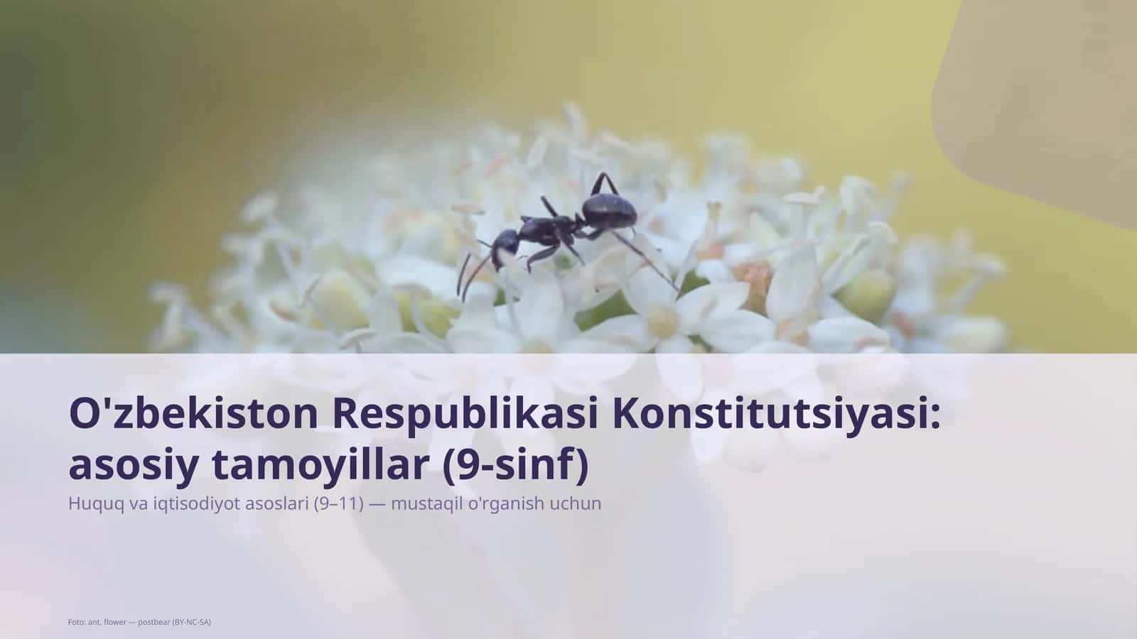 O'zbekiston Respublikasi Konstitutsiyasi: asosiy tamoyillar (9-sinf)