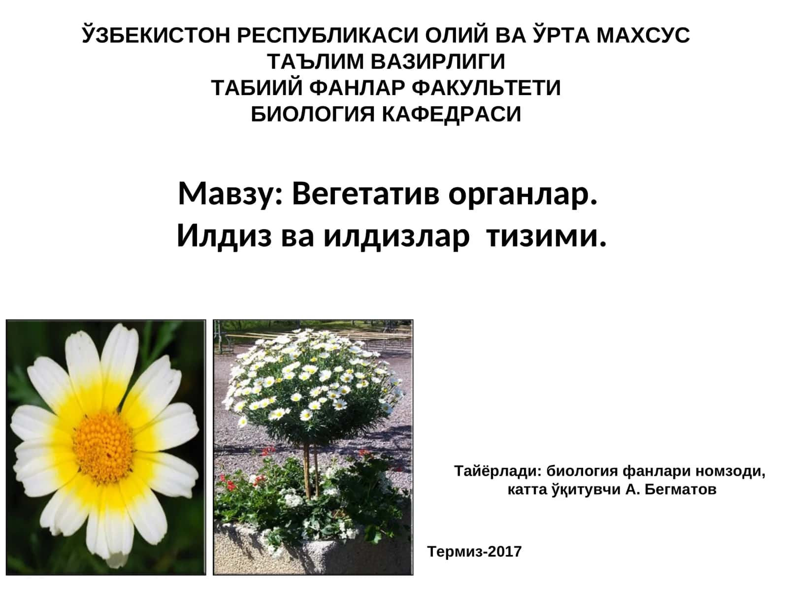 Вегетатив органлар. Илдиз ва илдизлартизими