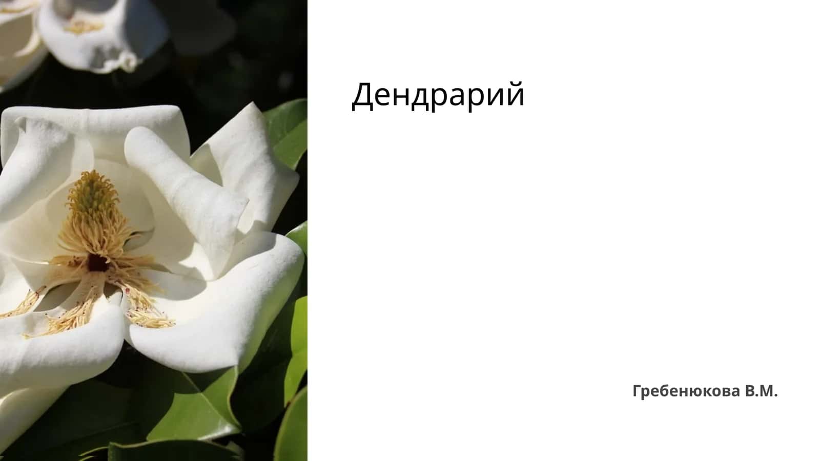 Дендрарий