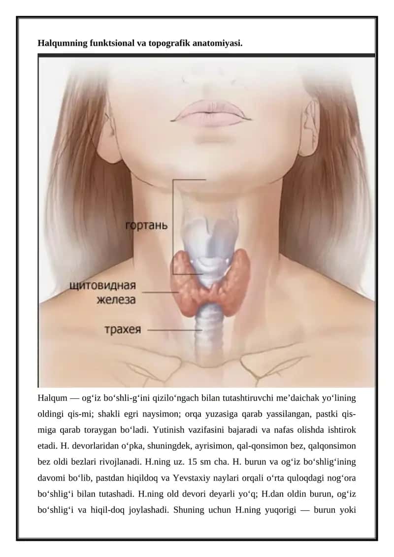 Halqumning funktsional va topografik anatomiyasi