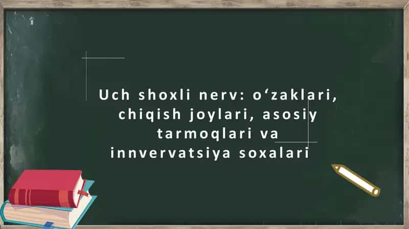 Uch shoxli nerv: o'zaklari, chiqish joylari, asosiy tarmoqlari va innvervatsiya soxalari
