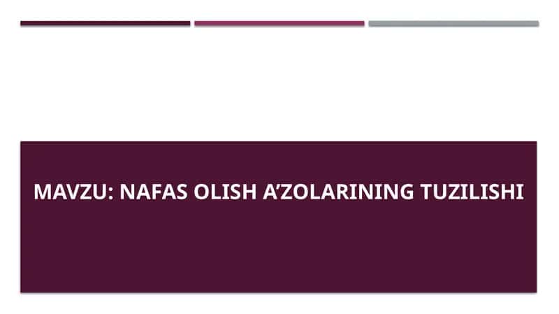 Nafas olish a’zolarining tuzilishi