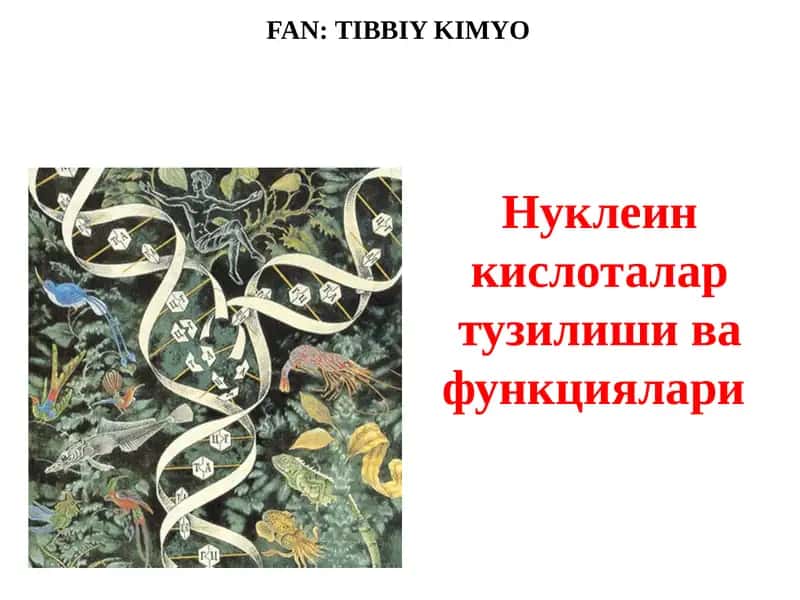Нуклеин кислоталар тузилиши ва функциялари