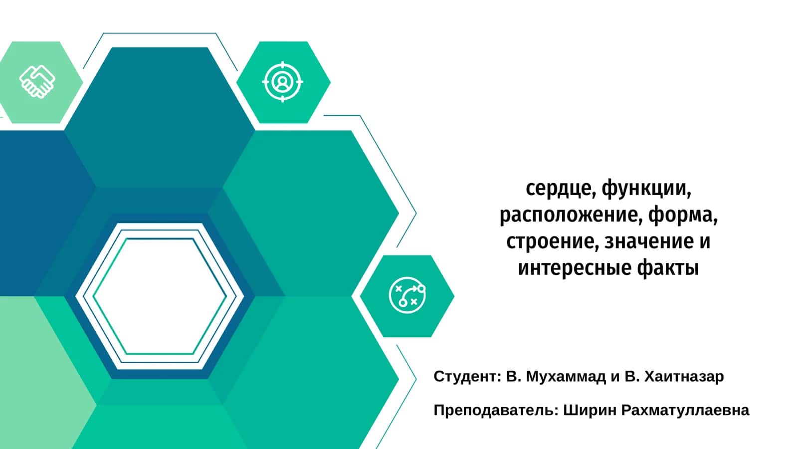 Функции и строение сердца