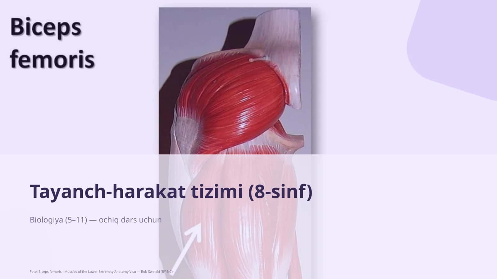 Tayanch-harakat tizimi (8-sinf)