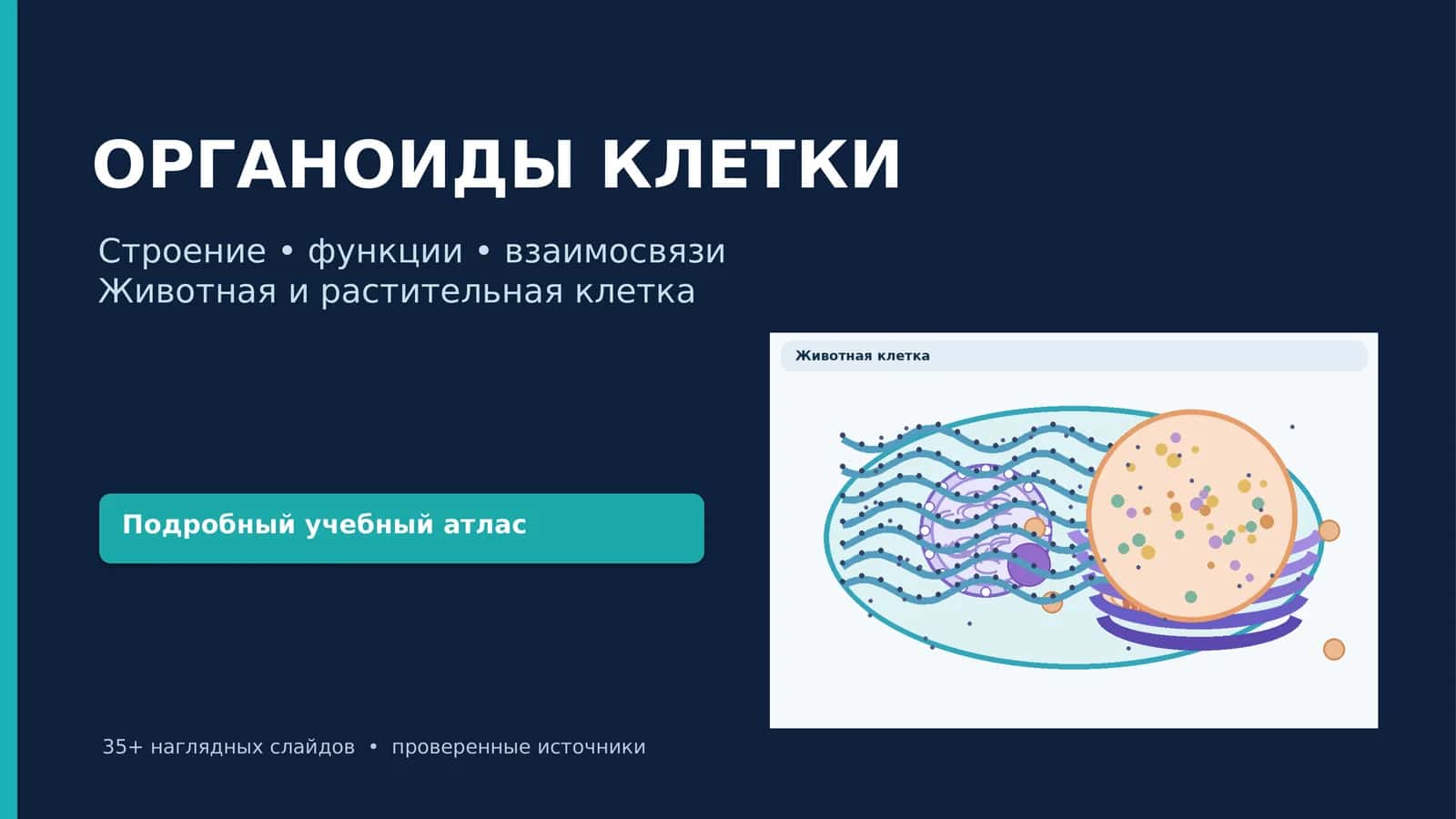 ОРГАНОИДЫ КЛЕТКИ