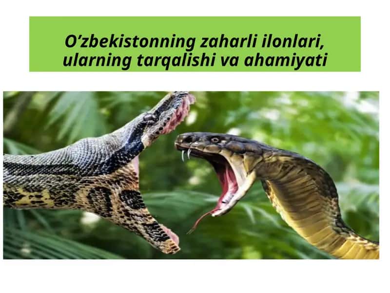 O’zbekistonning zaharli ilonlari, ularning tarqalishi va ahamiyati.