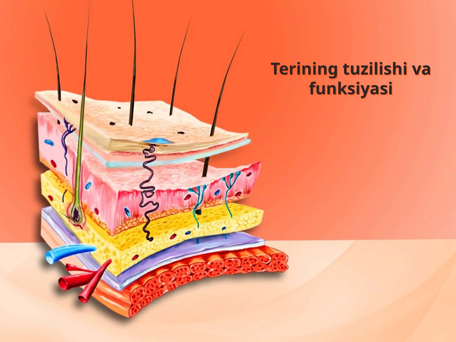 Terining tuzilishi va funksiyasi