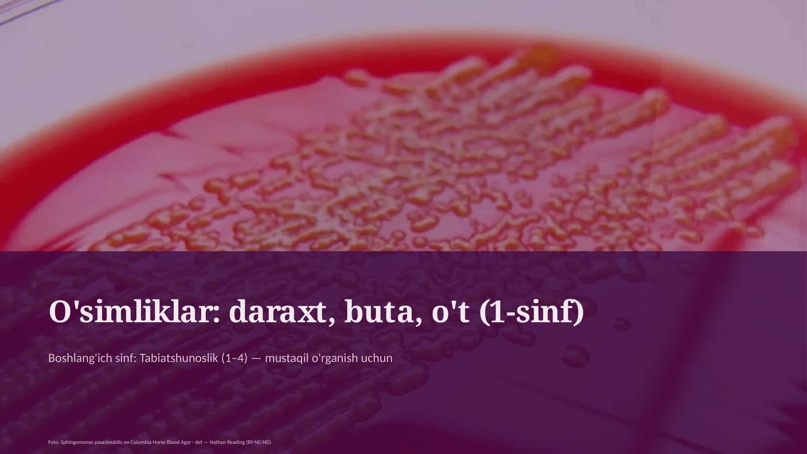O'simliklar: daraxt, buta, o't (1-sinf)