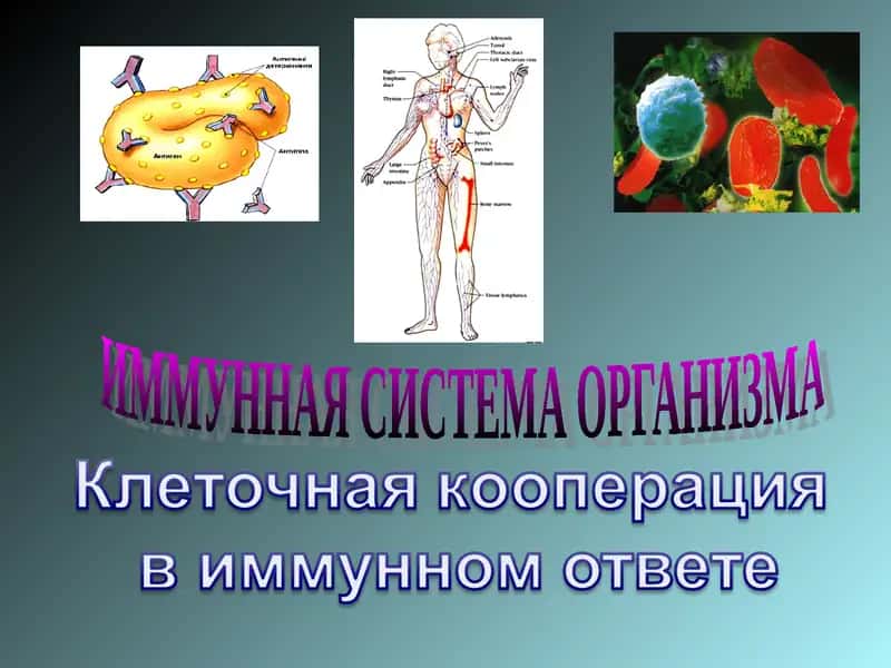 ИММУННАЯ СИСТЕМА ОРГАНИЗМА