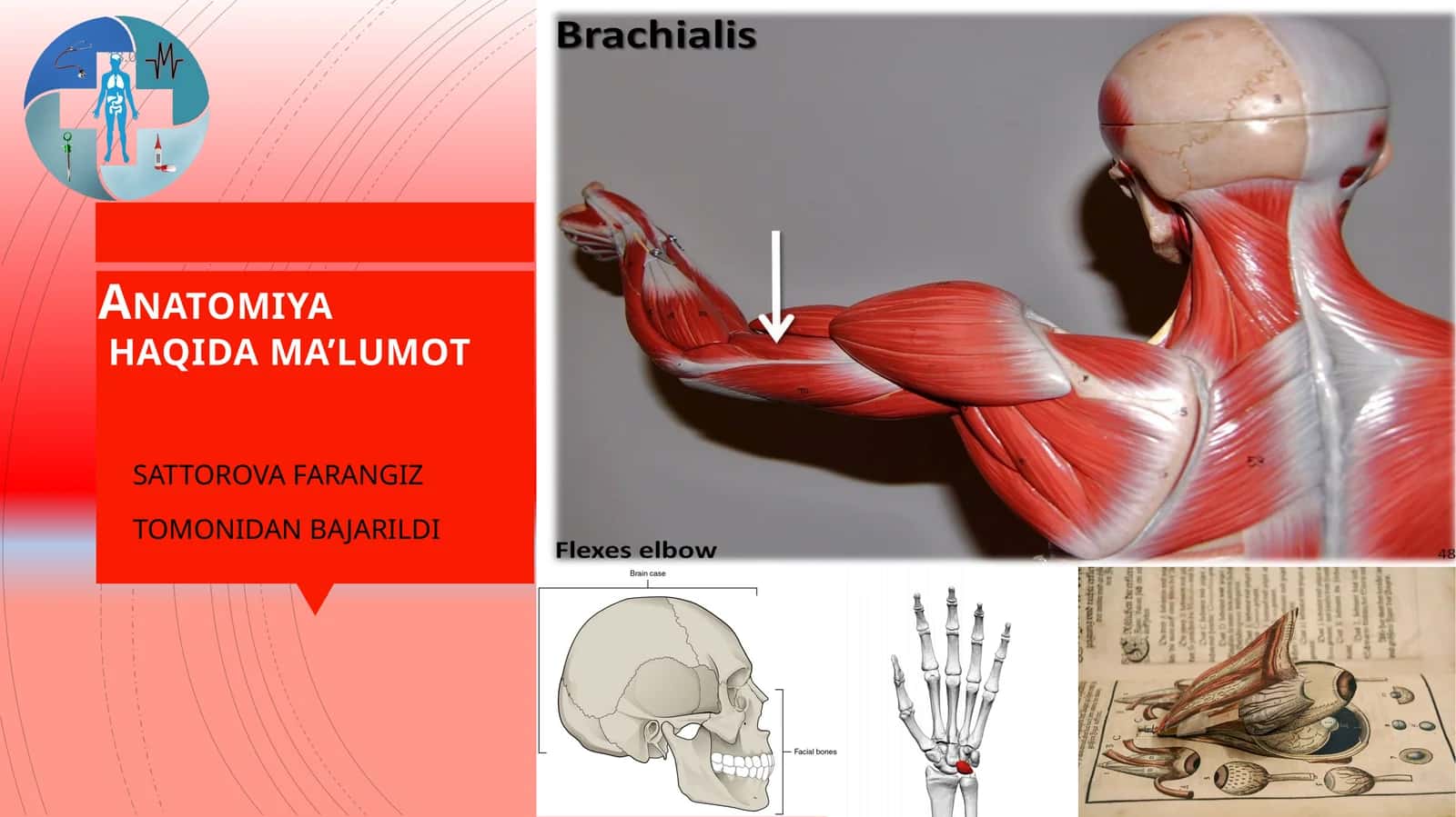 Anatomiya haqida qisqacha maʼlumot