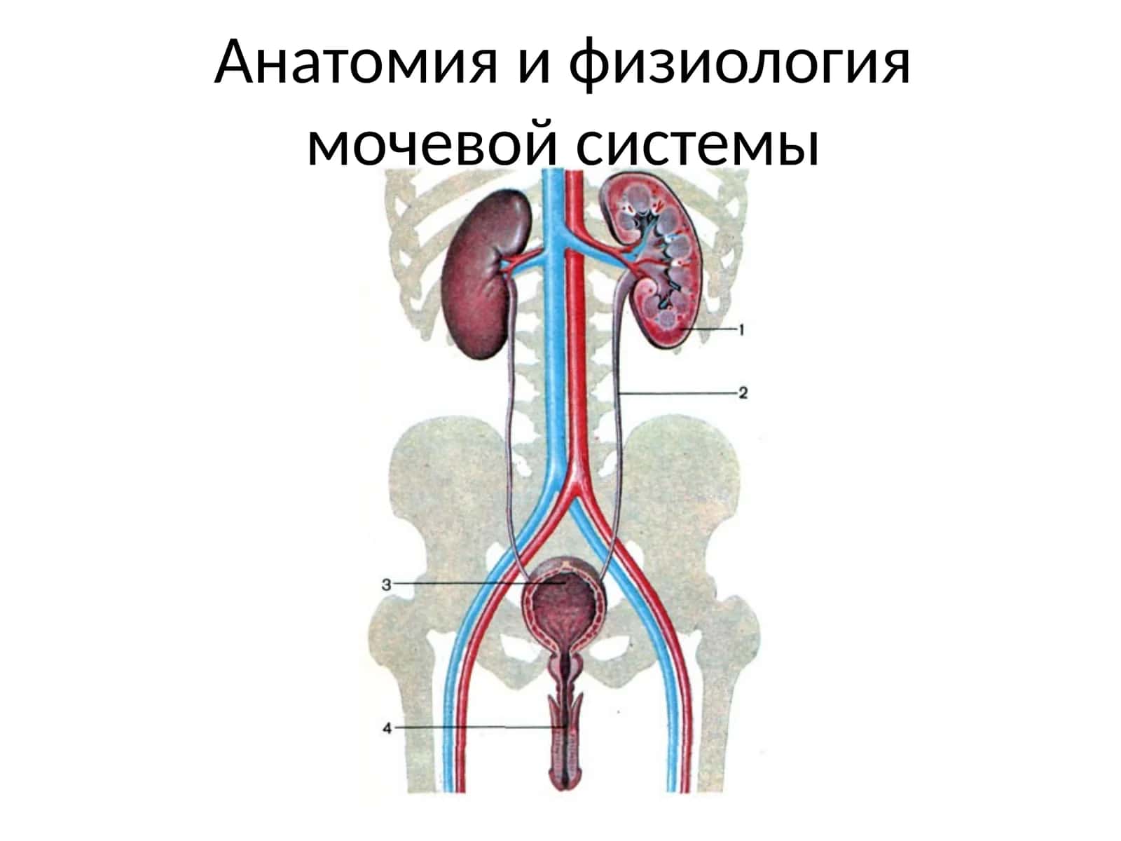 Анатомия и физиология мочевой системы