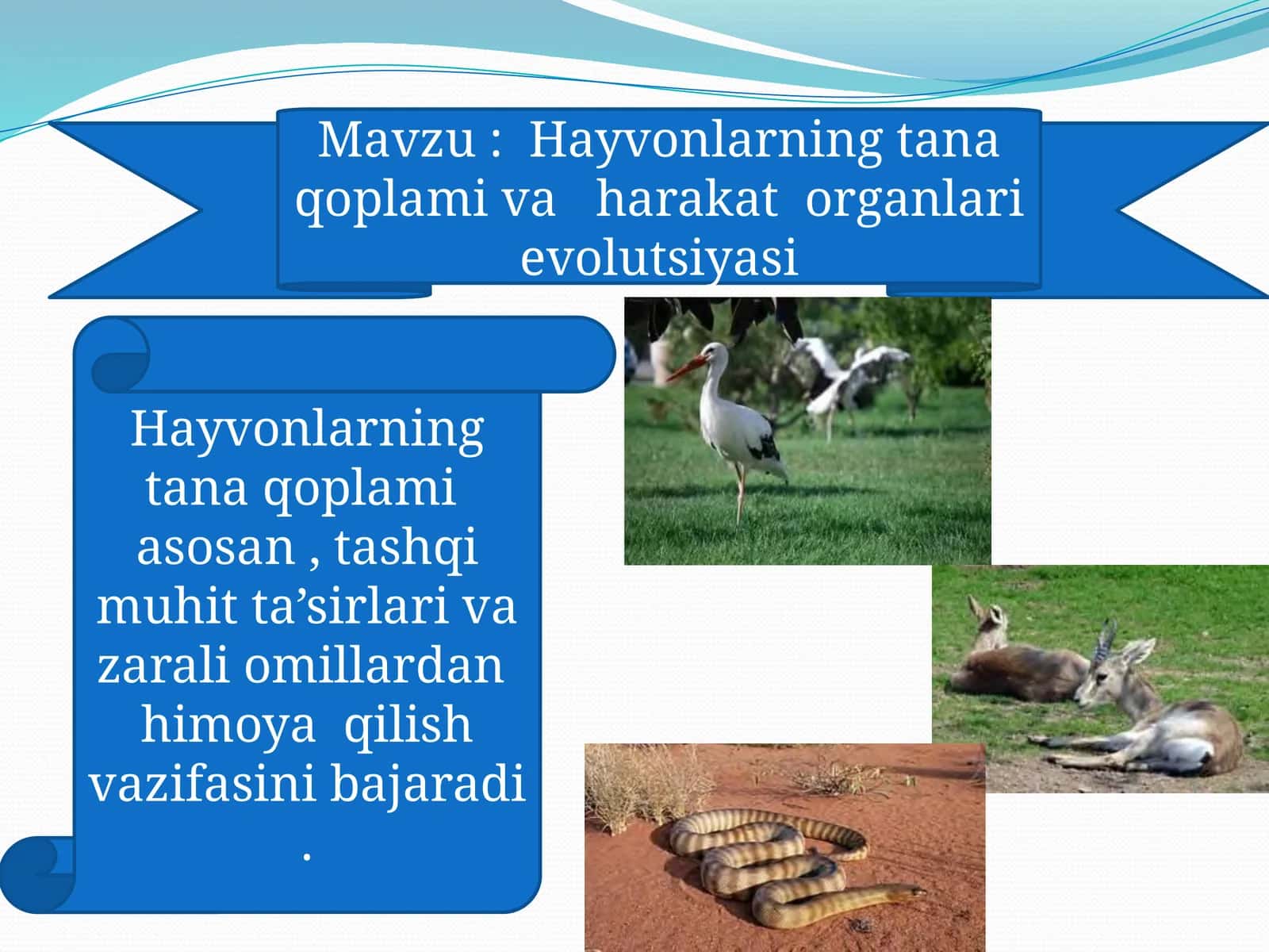 Hayvonlarning tanaqoplamivaharakatorganlari evolutsiyasi
