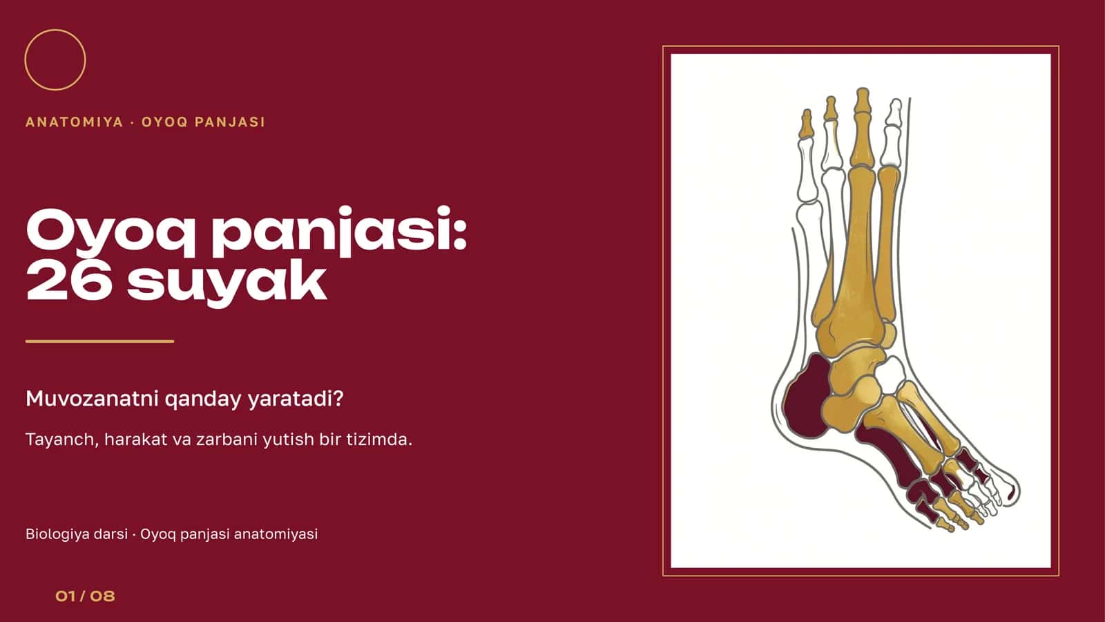 ANATOMIYA · OYOQ PANJASI