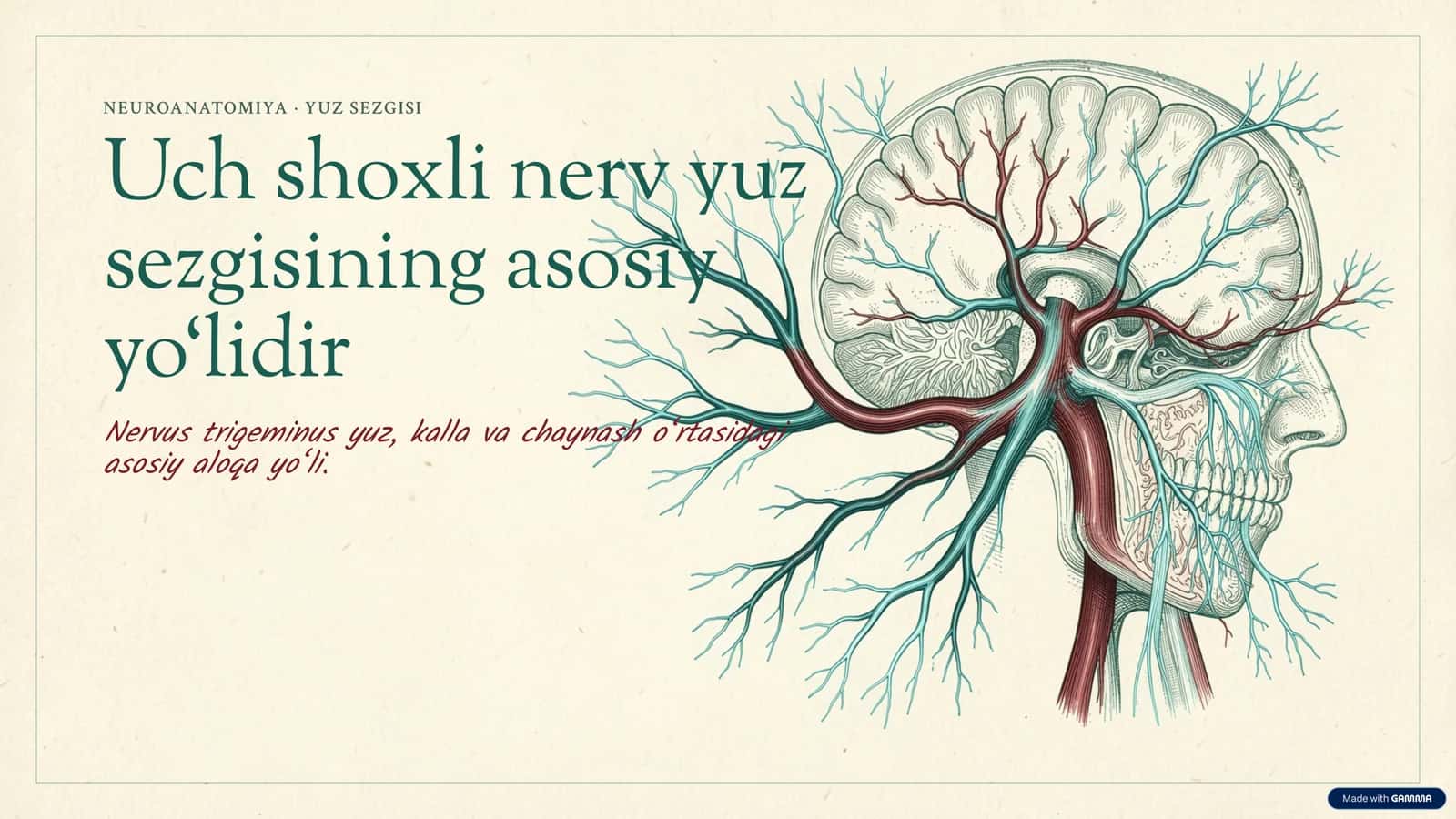 NEUROANATOMIYA · YUZ SEZGISI