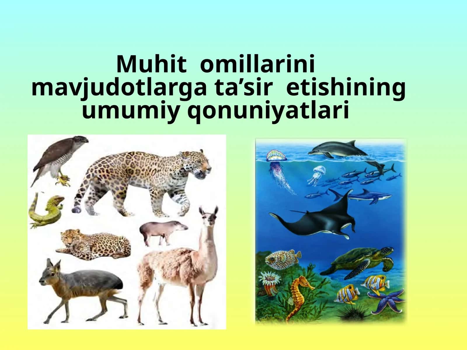 Harqanday tirik organizmning yashash muhitining umumiy qonuniyatlari