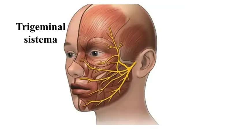 Trigeminal sistema Тригеминал система 5 жуфт краниал нерв