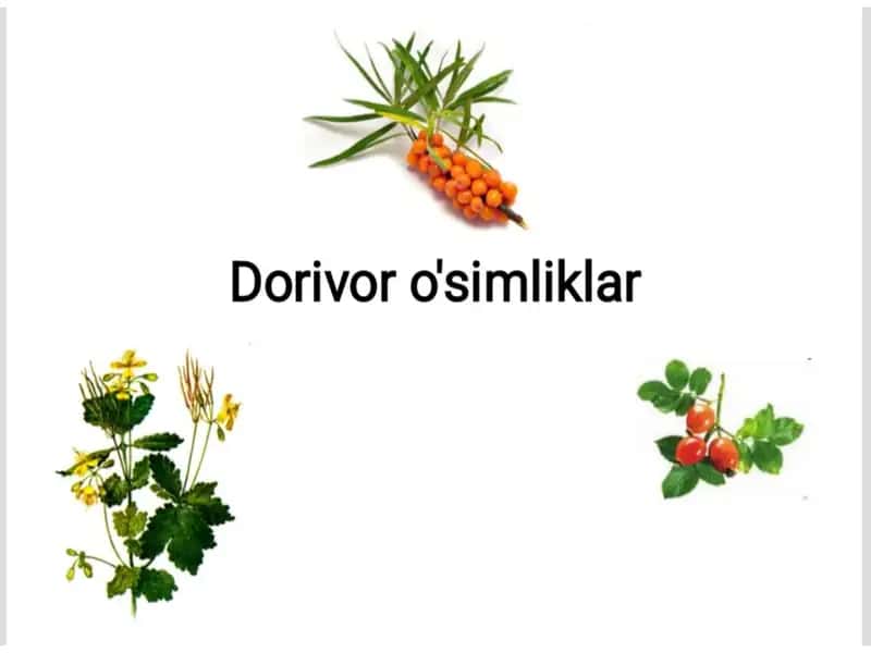 Dorivor o'simliklar