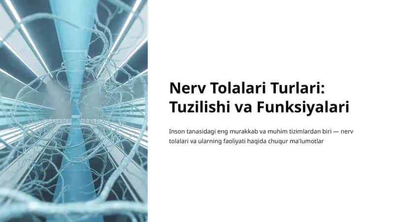 Nerv Tolalari Turlari: Tuzilishi va Funksiyalari