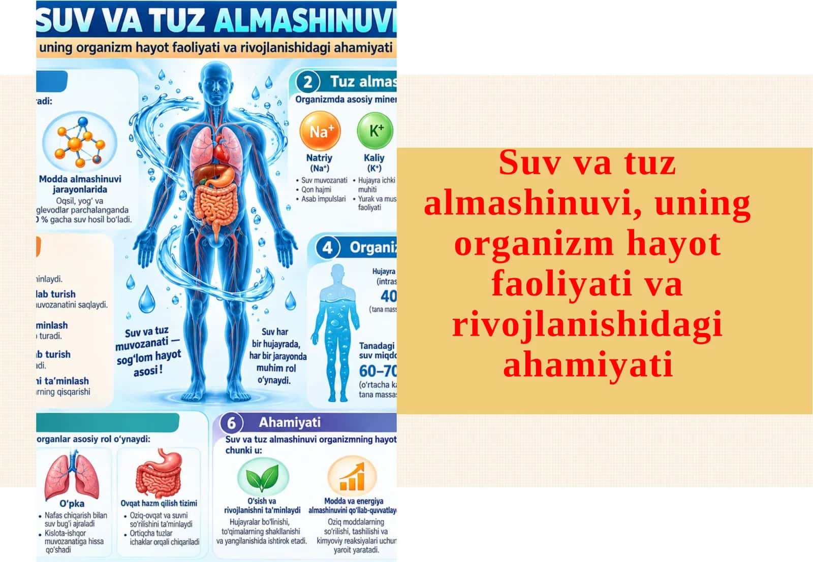 Suv va tuz almashinuvi, uning organizm hayot faoliyati va rivojlanishidagi ahamiyati