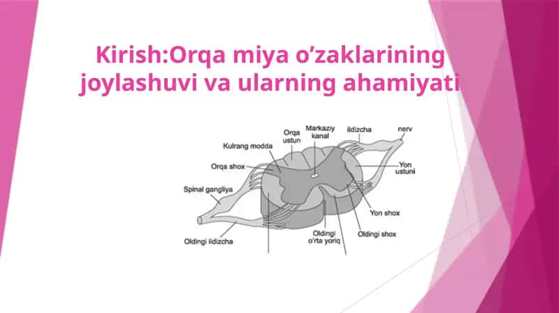 Orqa miya o’zaklarining joylashuvi va ularning ahamiyati
