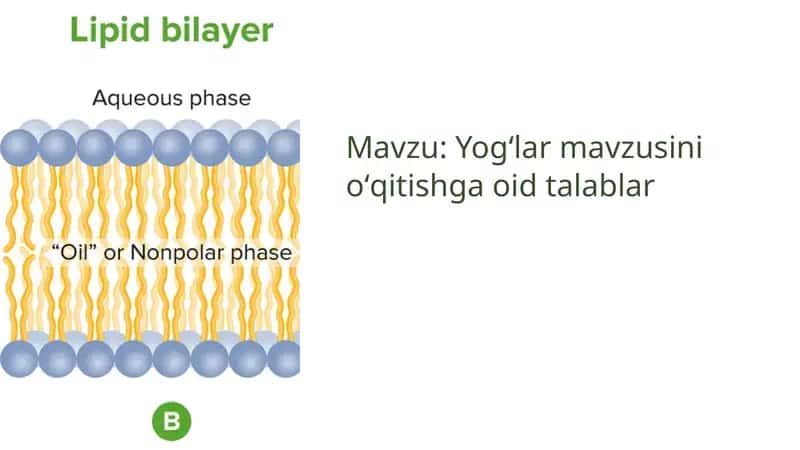Yogʻlar