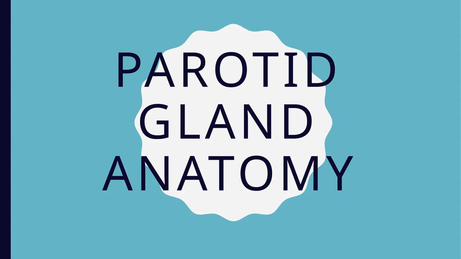 Parotid gland anatomy
