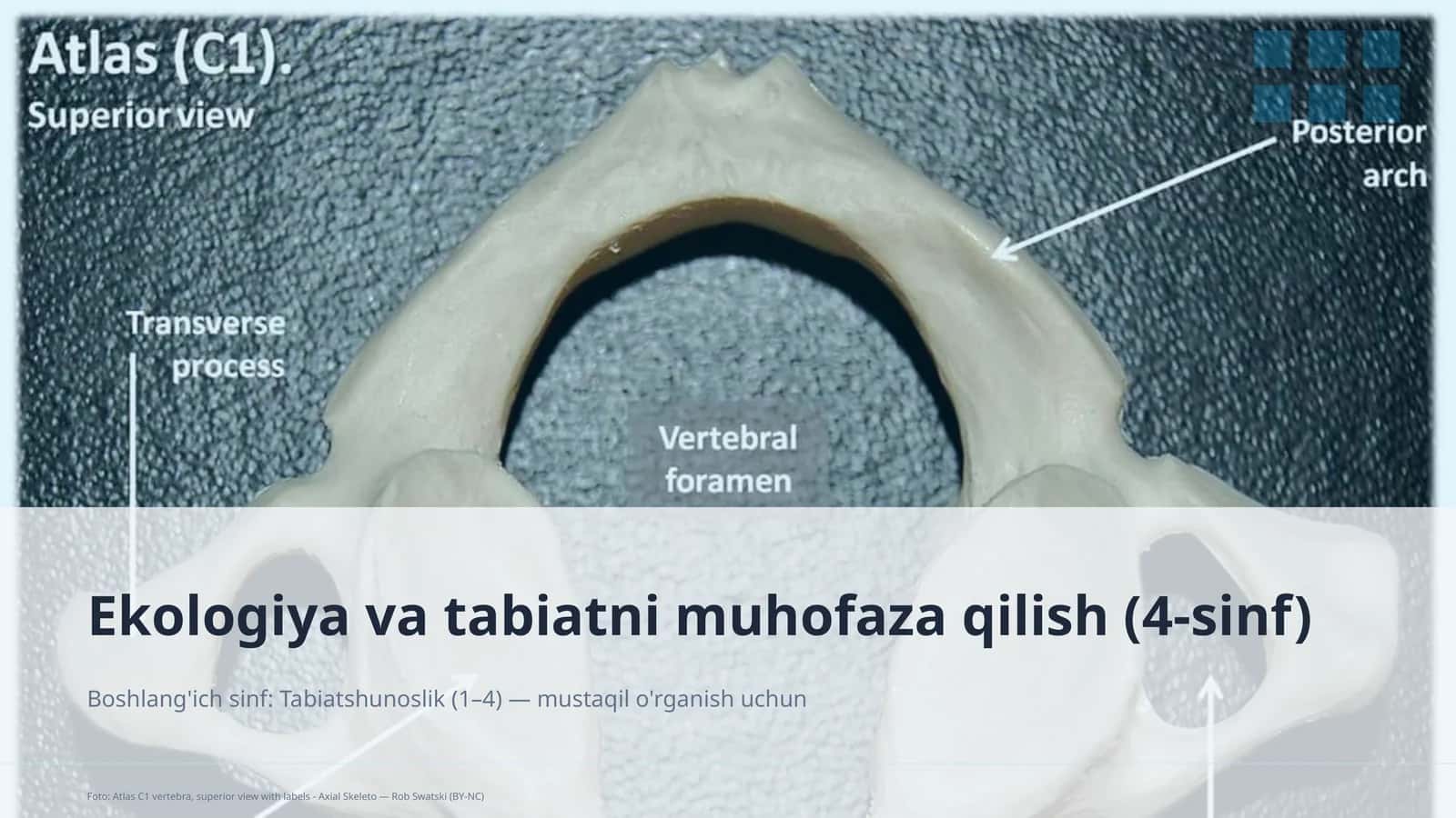 Ekologiya va tabiatni muhofaza qilish (4-sinf)