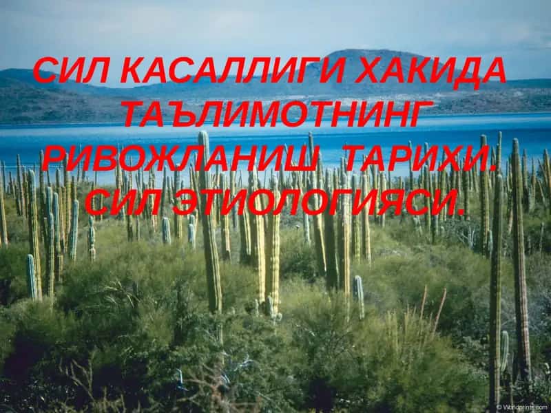 Sil kasalligi prezentatsiya