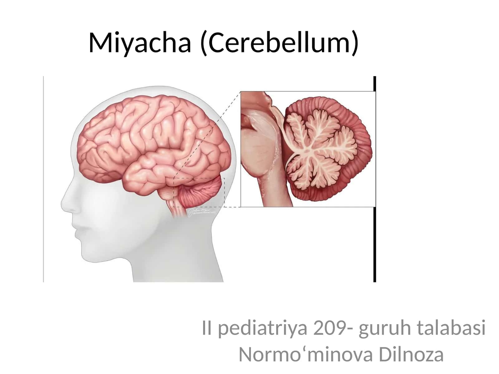 Miyacha (Cerebellum)