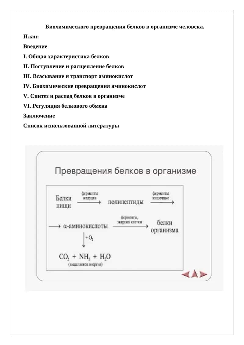Биохимического превращения белков в организме человека