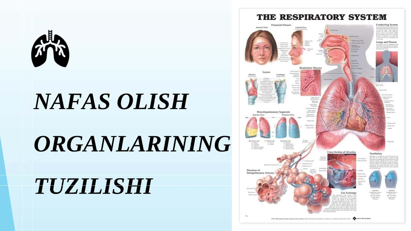NAFAS OLISH ORGANLARINING TUZILISHI