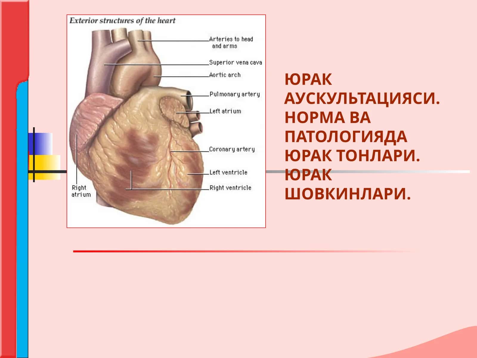 ЮРАК АУСКУЛЬТАЦИЯСИ.НОРМА ВА  ПАТОЛОГИЯДА ЮРАК ТОНЛАРИ. ЮРАК ШОВКИНЛАРИ.