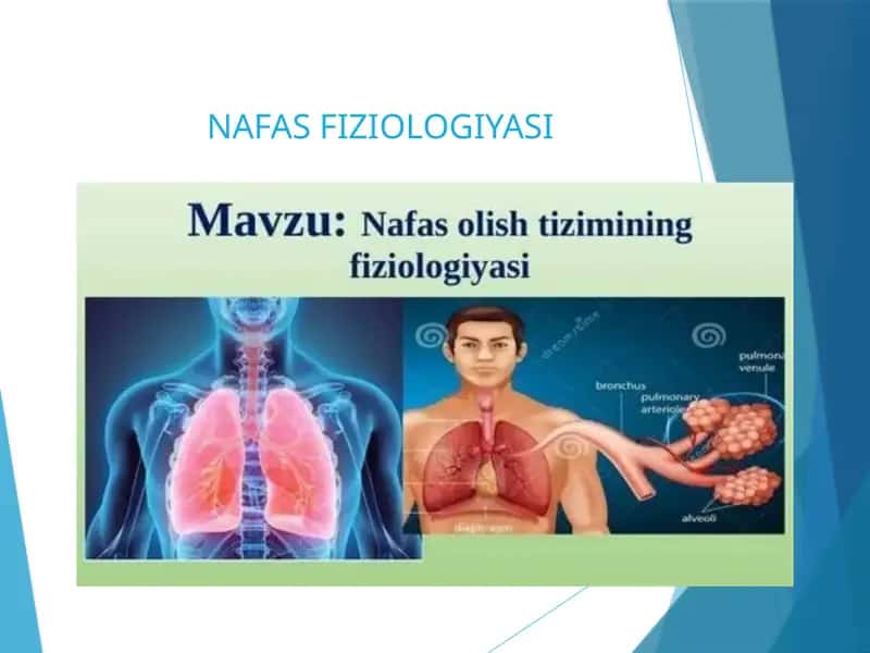 NAFAS FIZIOLOGIYASI