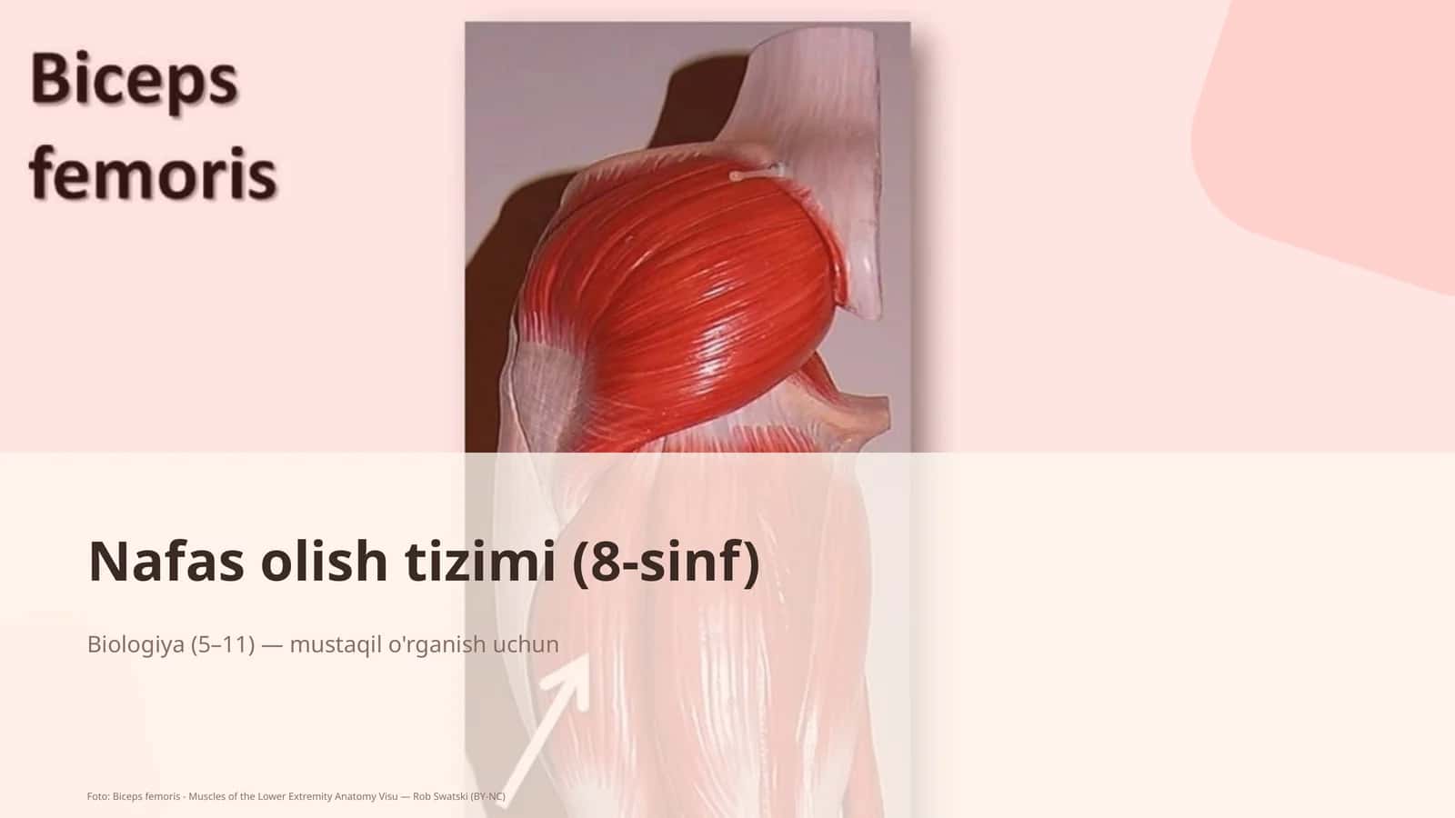 Nafas olish tizimi (8-sinf)