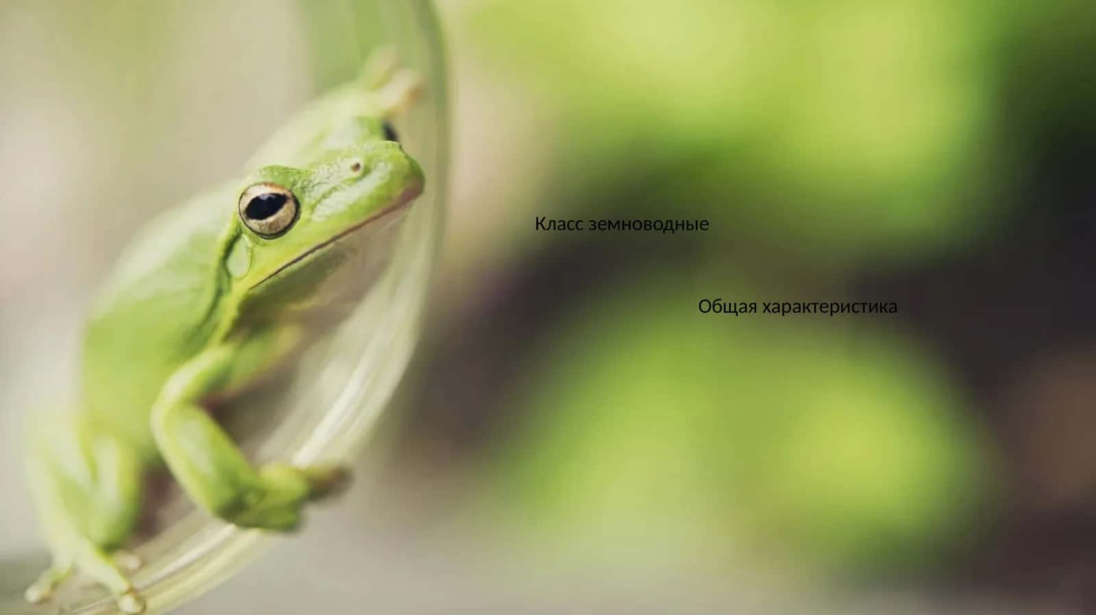 Класс земноводные